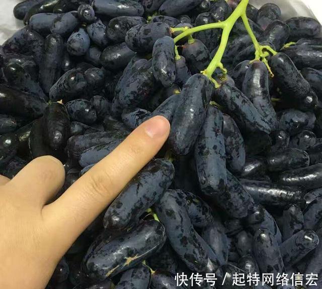 蓝宝石葡萄:家有空地的,这种果树要种一棵,见土就活,产量高