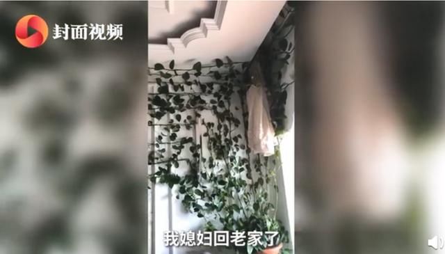  『主人』因疫情7个月没回家客厅变植物园，主人服气：不剪了，留着
