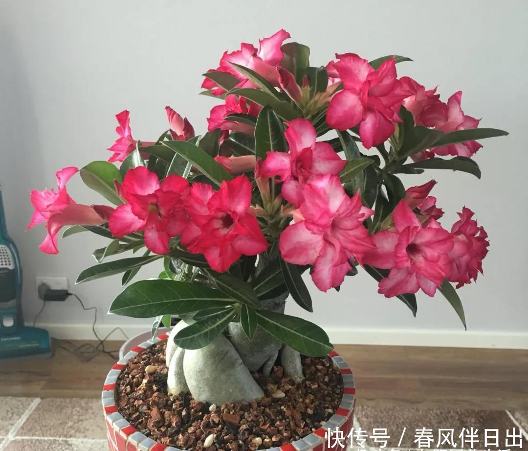 『肚子』这花叫“傻妹妹”，肚子大开花靓，耐旱不怕晒，四季都能开花