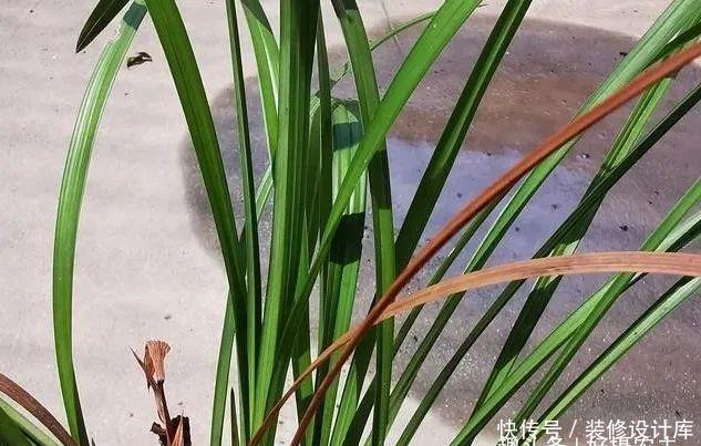  【最怕】兰花服盆期最怕什么？秒懂什么是退草，兰花成活不是问题