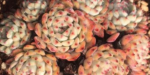  『开挂』多肉植物开挂区和逆挂区都有哪些地方？你在什么的地域？