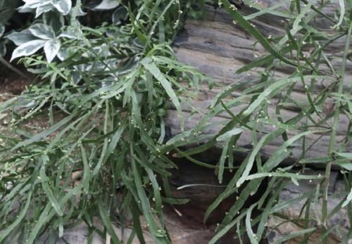  [植物]山沟里的“1种植物”，被称为“竹节蓼”，叶片像海带，珍贵！