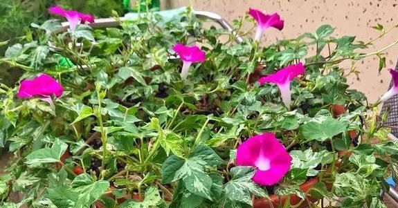  #春末#五颜六色的爬藤牵牛花,春末在盆里埋入几粒种子,开出灿烂花朵