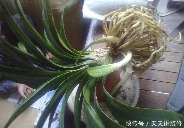 #种植#这几种花,名字带兰却不是兰,却依旧美得不像话