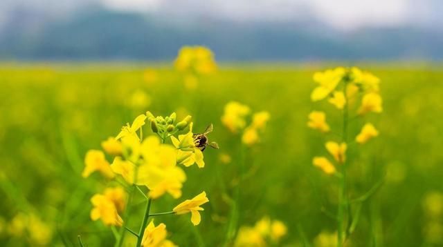  「花型」这花盛开时枝头挂满“小灯笼”,花型别具一格,春季养花别错过