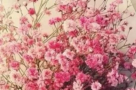  『试试』客厅养花不妨养这几款试试，花期长易爆盆，一盆变多盆