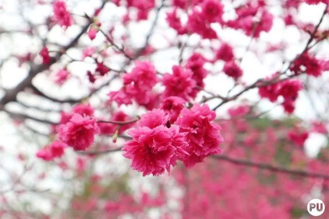 靓！佛山周边1500株樱花已盛开，最美的春天在这里~