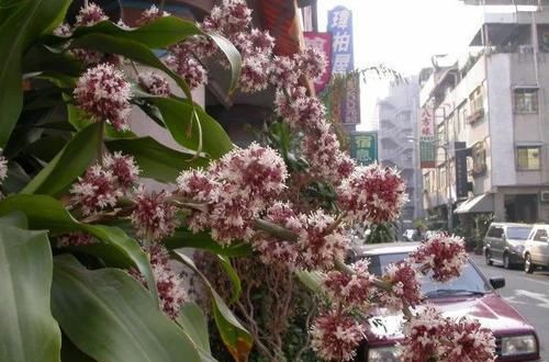  「养在室内」没想到室内常见的香龙血树大型盆栽也能开花，花朵是一串串