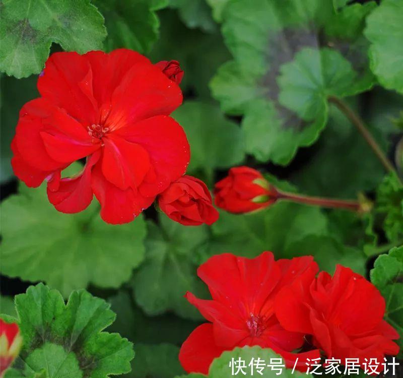 每种■110种天竺葵,每种都超美,看看你认识多少种?
