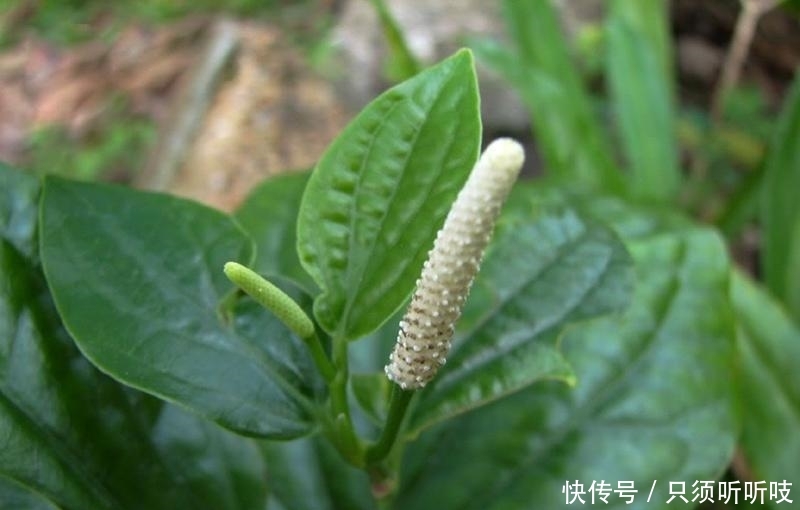 农村竹林里一种神奇野草，嚼2片叶子能治牙疼，炒田螺更是一绝