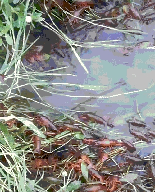 小伙早起给树苗浇水，渠道边看见红色一片，走近一看不淡定了