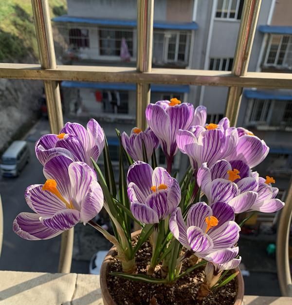 『观赏价值』最好养的球根花卉,丢土里就能活,观赏价值高,冬天也能种!