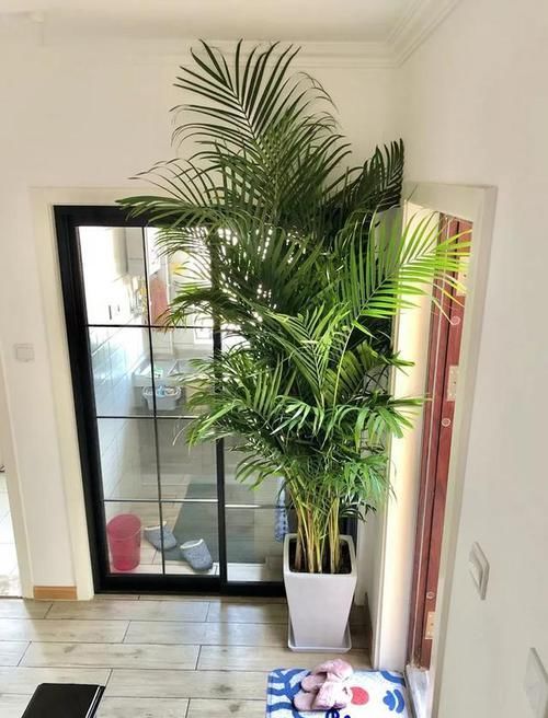  #花盆#室内盆栽：6种耐阴花，高端上档次，叶子越长越大！
