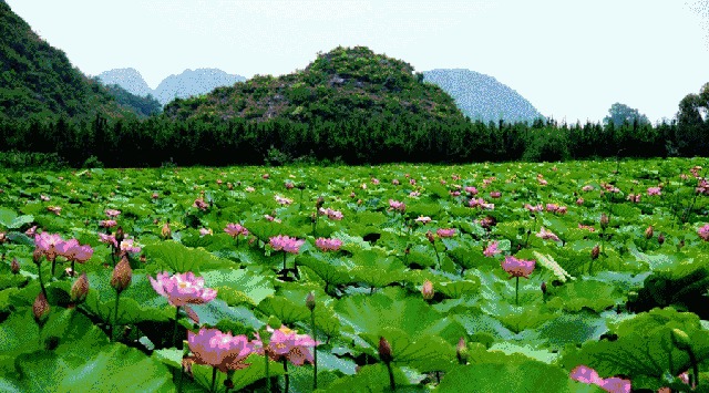 7万居民+425万游客 人性的贪婪即将毁了这世外桃源