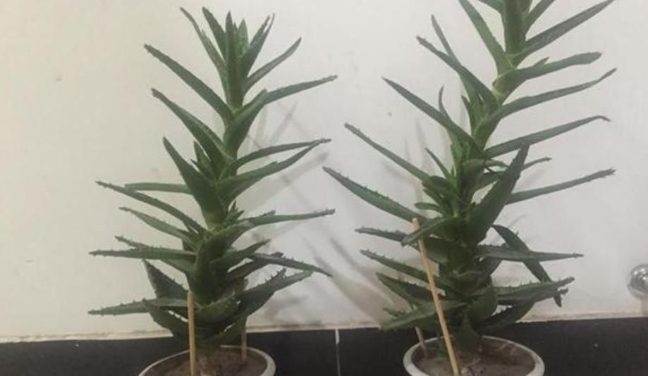  「够用」芦荟也能养成“树”，掌握3点就够了，养容养颜人变美，够用！