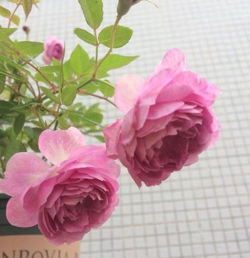 玛姬婶婶：这种花香味浓郁，花多易爆盆，四季开不停，是阳台盆栽佳品！
