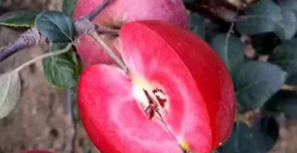  [种植]5年成熟，结果用来榨汁的“甜果”变成了“苦果”，谁来买