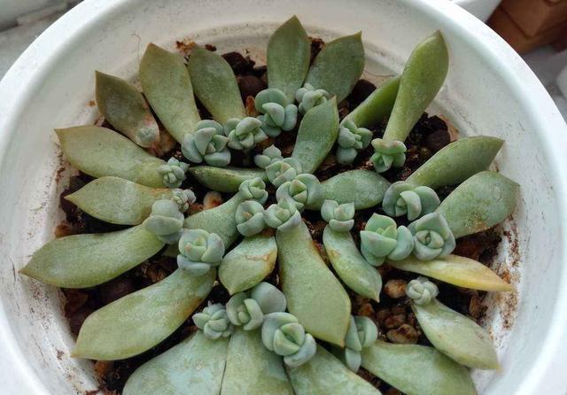 『春天』春天真是繁殖的好季节,几片叶子养成盆栽,省事方便成活率高