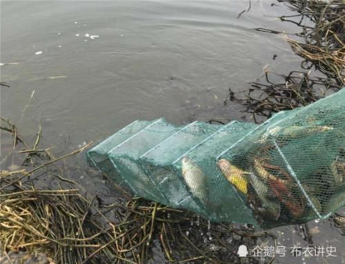  称为@在农村，地笼是禁用渔具吗？为什么地笼又称为是“绝户笼”