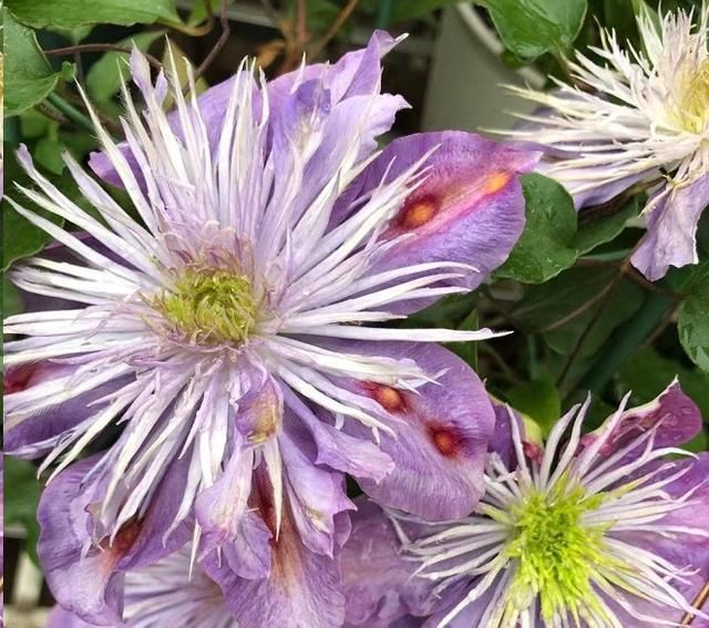  [发芽]月季花发芽长叶后不久就死了?教你一招避免“假活”!~