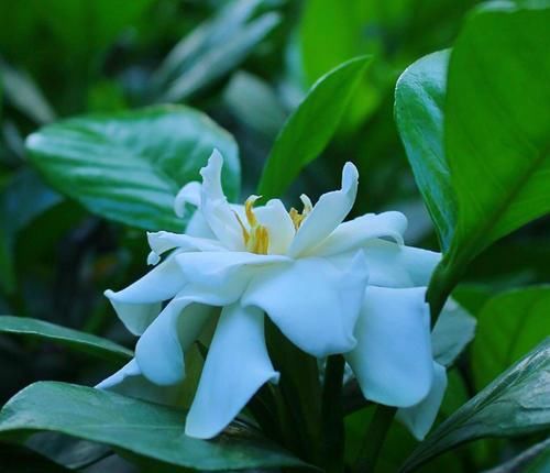  解决|栀子花刚入夏就黄叶，怎么解决能返青？几步方法要知道