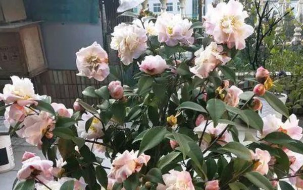  「值钱」别再养绿萝吊兰了,养花就要养这些,越养越值钱,而且好养长得好