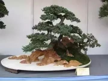 盆景展 ,美美美 !