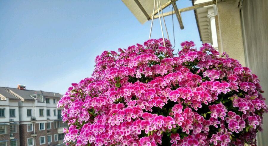  【值得】天竺葵“天使之眼”，开花美丽，花期5个月，栽培容易，值得拥有