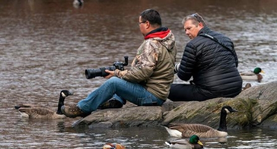  「发现」美国公园发现一对“中国鸟”，引发全城围观，老外感叹