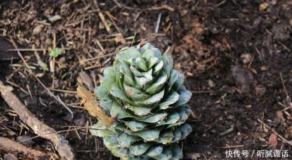 农村人都去山上捡的东西，拿来卖钱收入比打工还高，城里600一