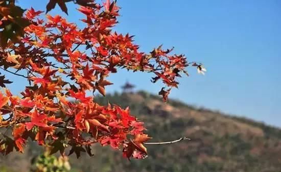 赏红叶打卡地！别错过整个秋天，这个景区，50岁以上免票！