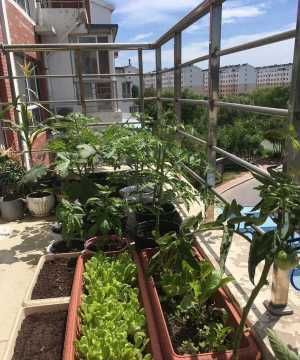  #蔬菜#阳台种菜，用一个小方法，种的菜长得又肥又壮又旺，收获真多