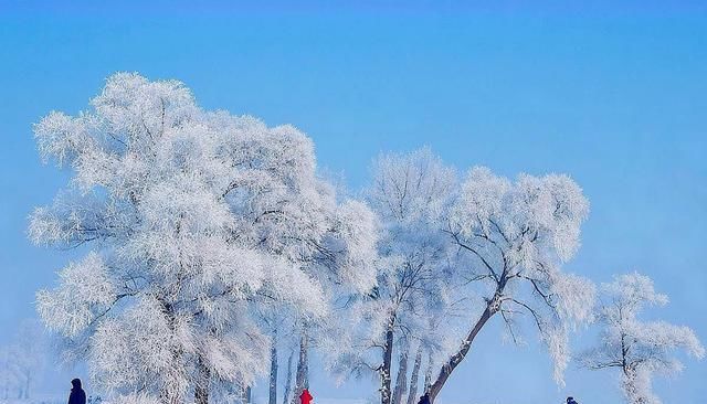 冬天正确打开方式:中国四大自然奇观之一,雾凇岛并不是“照骗”