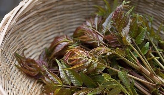  农民■“天价香椿”的背后，农民赚的盆满钵满？老农4句话，点醒