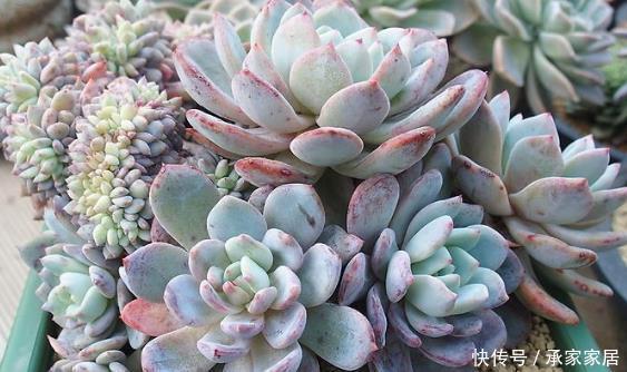  『技巧』养盆多肉“芙蓉雪莲”，学会3个小技巧，养出的红粉通透芙蓉雪莲