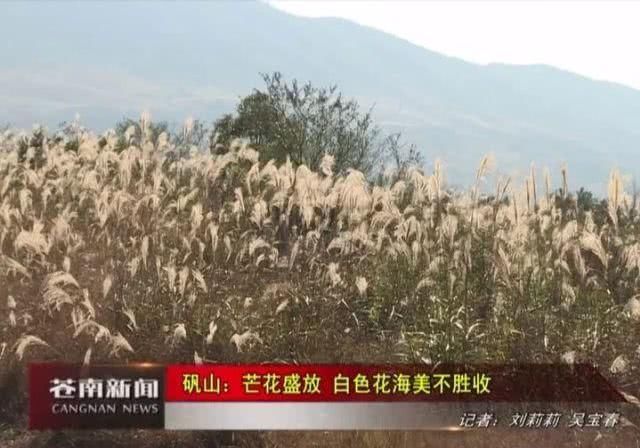 矾山：芒花盛放 白色花海美不胜收