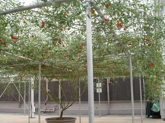 巨型番茄树, 单株番茄树可产番茄32000个