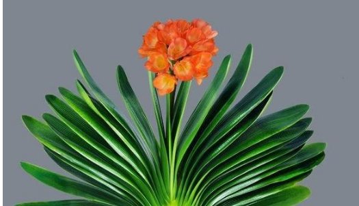  「花开后」养花妙招，隔10天把花盆“转一转”，花开后邻居都羡慕了