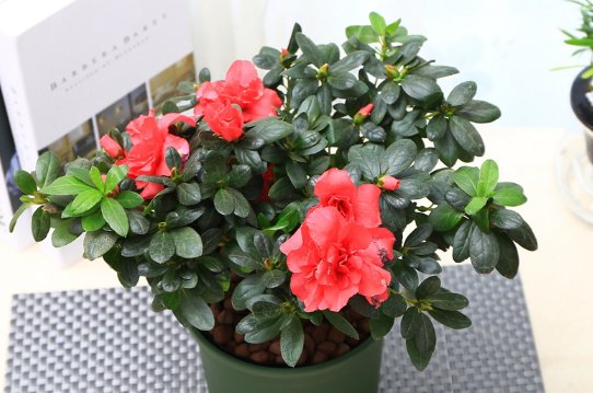  『夏季』夏季家庭盆栽的养护要点