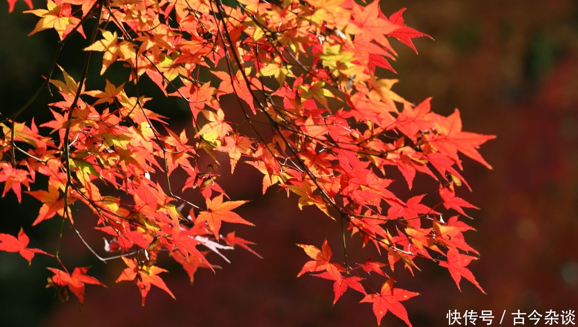 金秋9月,最适合和你的她出行的6个地方,中国最美的秋天都在这里