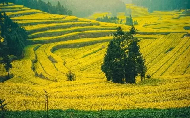 中国最美的油菜花海,油菜花逐渐“染黄”了神州大地