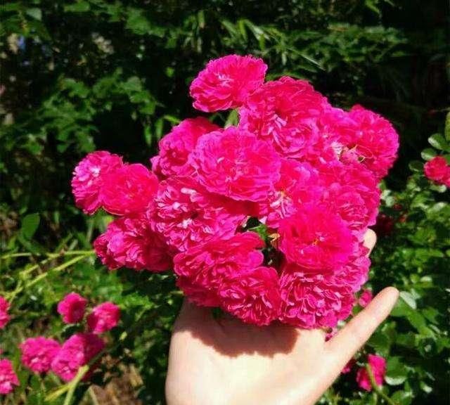  「春天」春天在家一定要养此花，养殖方法简单好养活，开花之后庭院变花海