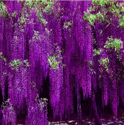  『庭院』比空气清新剂还香的7种植物，放在庭院大气上档次，还净化空气