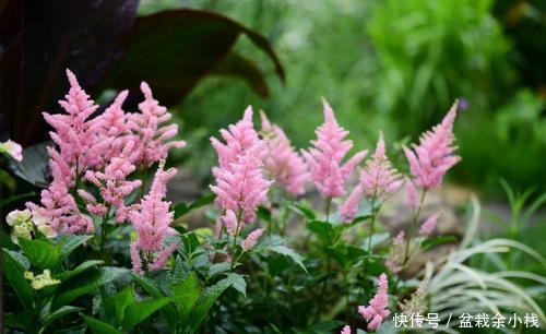 『漂亮』此花开花漂亮,好养又浪漫,养一盆年年有花赏