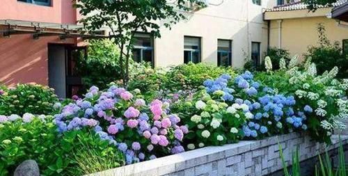 湿润的土壤@4种花,随便种植一盆,满屋飘香,比香水有用,邻居见了羡慕