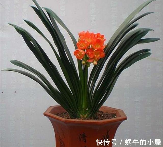 细节|君子兰秋季换盆,注意4个小细节,不影响正常开花