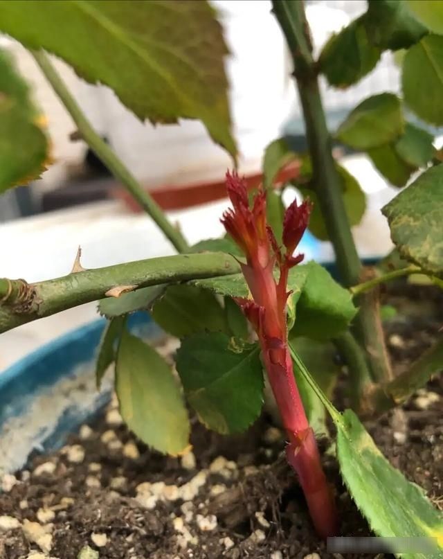  【枝繁叶茂】新买的“牙签”月季苗，用2个方法，能够快速长得枝繁叶茂
