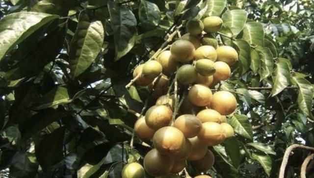  不少|奇特的1种“野果”，在路边常被捡，被称为“五眼果”，甚