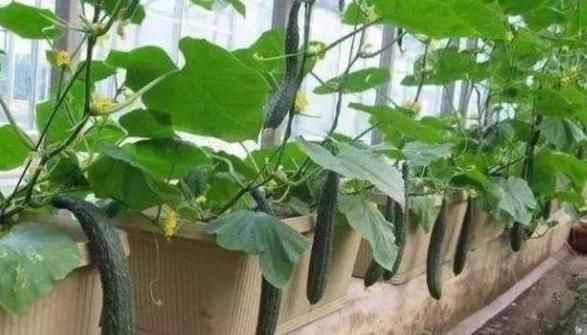  『营养』阳台盆栽种菜好看实用，首选4种果蔬，生吃健康营养又美味