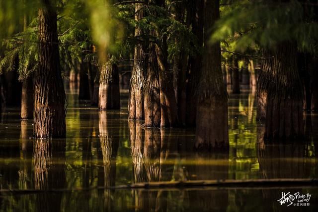 南京池杉湖，华东地区最大的水上池杉林，秋色醉美的观鸟胜地